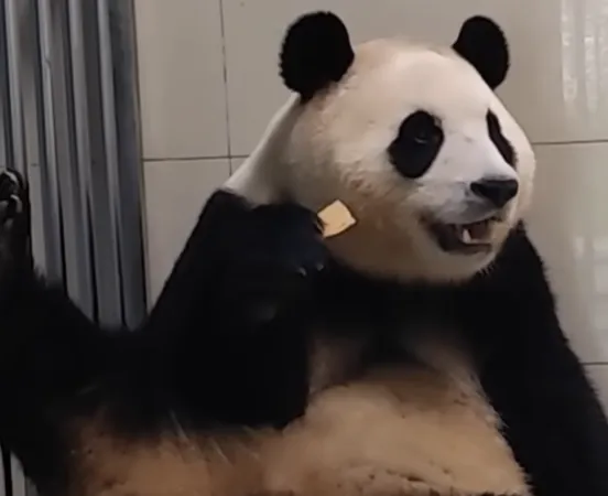 ▲▼「福寶」 隔離檢疫生活即將期滿。(圖/翻攝自微博)