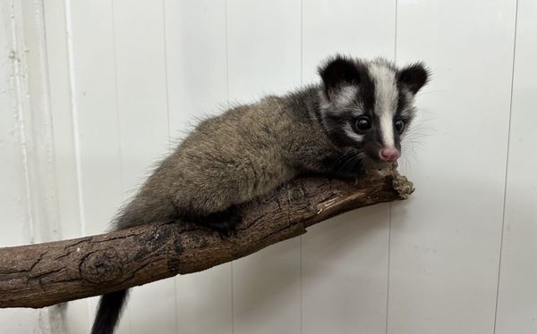 ▲▼白鼻心寶寶。(圖/台北市動物保護處)
