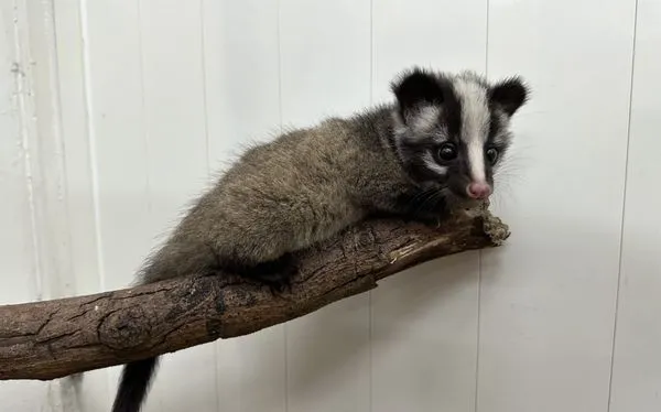 ▲▼白鼻心寶寶。(圖/台北市動物保護處)