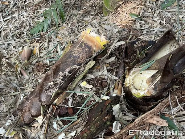 ▲古坑鄉草嶺山區私、公有竹林逾1500公頃,部分竹林母竹被獼猴啃食殆盡。(圖/古坑鄉公所提供)