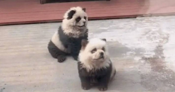 大陸江蘇省泰州市動物園內近日2隻「熊貓犬」讓不少遊客專程前往現場排隊打卡。（圖／翻攝自微博）