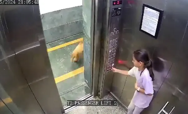 寵物犬闖進電梯突然抓狂 「撲到女童身上狂咬」攻擊畫面瘋傳。(圖/翻攝自X)