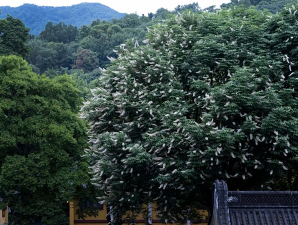 ▲▼杭州600歲的七葉樹開花。（圖／翻攝自微博）