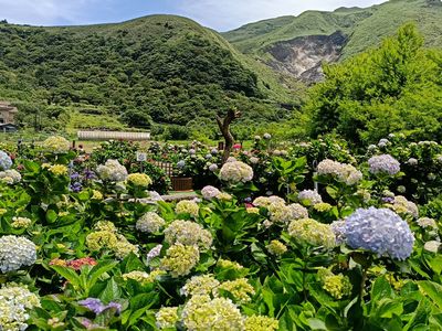 「竹子湖繡球花季」花況、造景搶先看