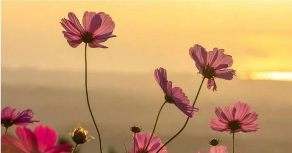 《搜狐網》點名4星座從6月底開始運勢如虹。(示意圖/pixabay)