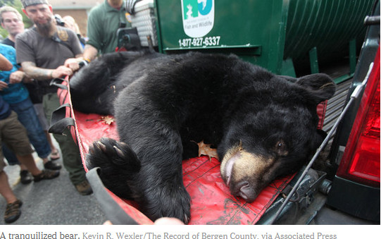 纽泽西州黑熊氾滥 当局允捕还发放「熊肉烹饪指南」