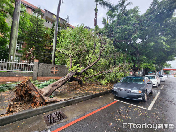 ▲▼台中力行國小大樹被連根拔起。(圖/記者游瓊華攝)
