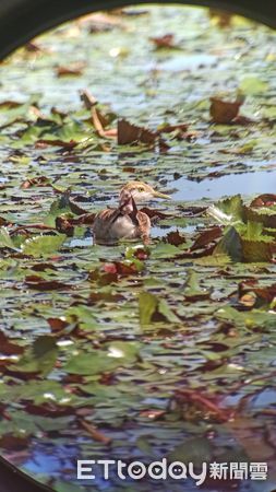 ▲水雉生態教育園區2024年台南地區菱角鳥夏季調查,發現水雉族群數量達1664隻,相較去年增加了5隻。 (圖/記者林東良翻攝,下同)