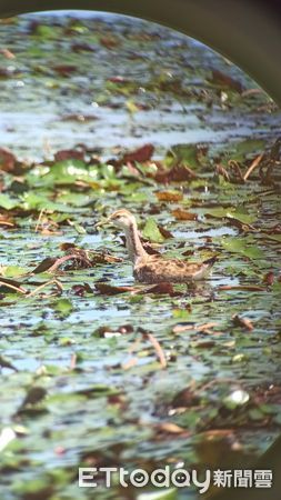 ▲水雉生態教育園區2024年台南地區菱角鳥夏季調查,發現水雉族群數量達1664隻,相較去年增加了5隻。 (圖/記者林東良翻攝,下同)
