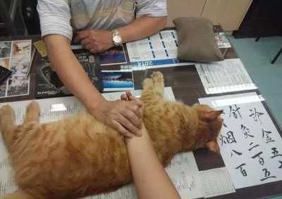 貓咪中醫助理，軟軟貓肉墊好舒服呀