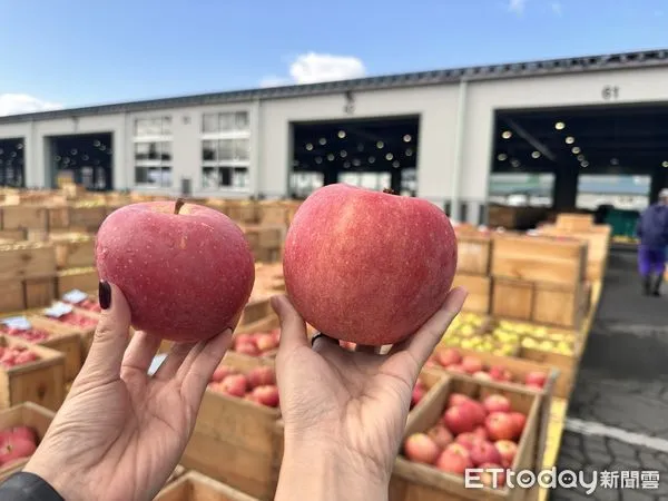 ▲日本青森蘋果。(圖/記者林育綾攝)