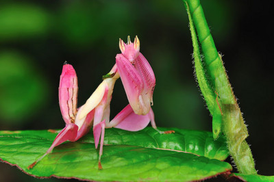 粉紅色的蘭花螳螂，綠葉上就露餡啦