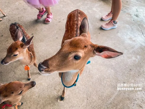▲第一次抱鹿就上癮,療癒小梅花鹿萌翻全場。(圖/小兔小安*旅遊札記提供)