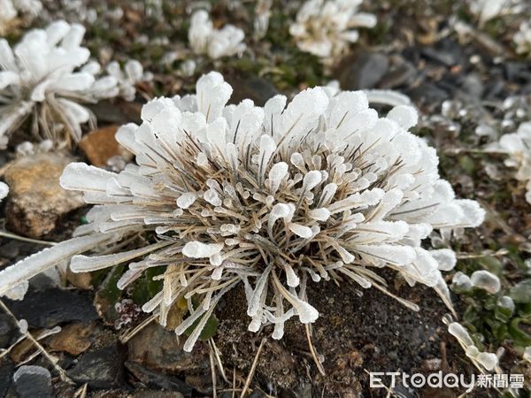 ▲▼玉山氣象站今晨出現霧淞以及雨淞,變成銀白世界 。(圖/氣象署提供)