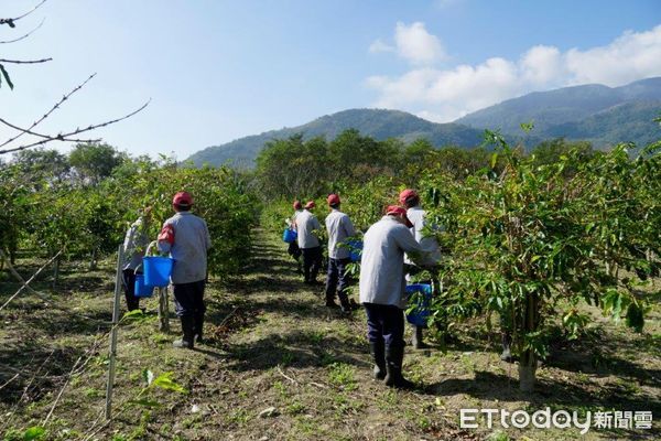 ▲▼武陵外役監遠近馳名的原產咖啡是收容人自行種植,配上武陵烤雞,遠近馳名。(圖/矯正署提供)