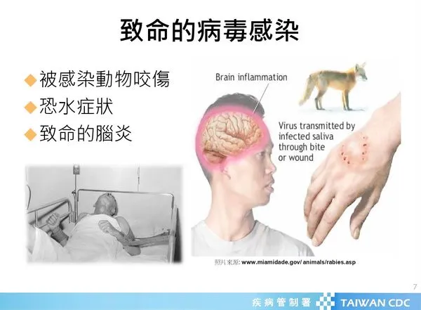 ▲春節連假若要前往開發中國家,北榮桃園分院提醒避開人畜共同動物,以免被傳染狂犬病毒。(圖/疾管署提供)