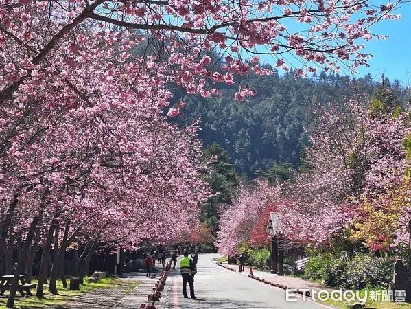 ▲武陵農場櫻花季2月將登場,為遏止騙取車輛通行證,雪霸處和警方加強取締。(圖/雪霸國家公園管理處提供)