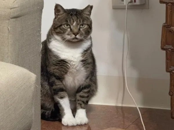 ▲(圖/網友@ba11_ooo提供,請勿隨意翻拍,以免侵權。)