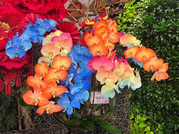 ▲2025士林官邸春節花卉展1月25日至3月2日開跑。(圖/公園處提供)