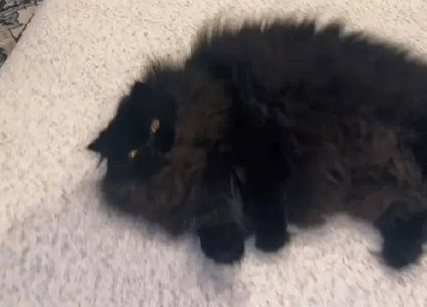 ▲黑貓超寵人類妹妹 全身「戴滿蝴蝶結」陪玩還一臉淡定。(圖/翻攝自TikTok/@victoria.morris)