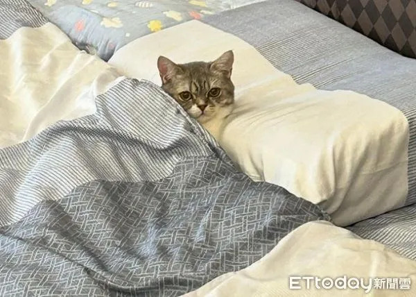 ▲鏟屎官出門發現「喵皇爽躺被窩」羨慕 牠露跩臉:去賺錢養我!(圖/愛福人士提供,請勿隨意翻拍,以免侵權。)