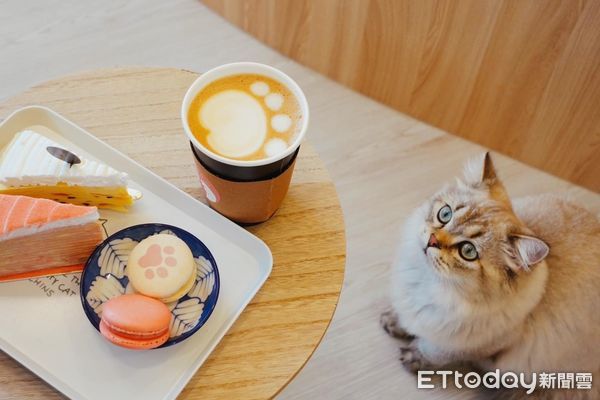 ▲綠舞飯店情人節首推擼LALA Sweets森友會住房專案,品嚐幸福擼貓下午茶。(圖/綠舞提供)