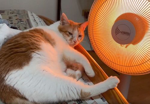 ▲貓發現暖爐不熱秒變「傻眼貓咪」 緊盯開關還轉頭瞪奴才。(圖/妞妞她姐提供,請勿隨意翻拍,以免侵權。)