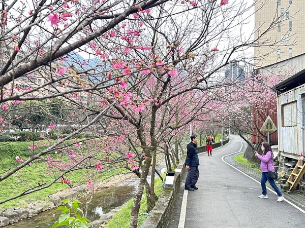 ▲汐止康誥坑溪櫻花大道今花況。(圖/景觀處提供)