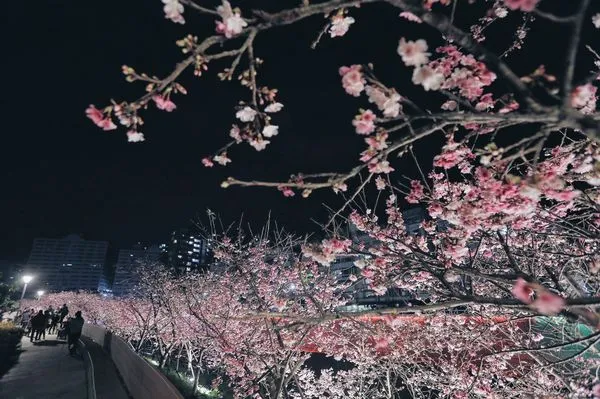 ▲內湖樂活夜櫻季。(圖/公園處提供)