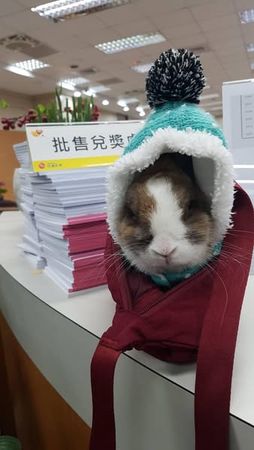 ▲刮刮樂動物哏4連發。(圖/台彩提供)