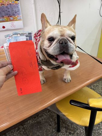 ▲刮刮樂動物哏4連發。(圖/台彩提供)