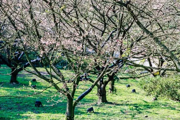 ▲淡水天元宮「2025花見櫻花季」。(圖/新北市景觀處提供)