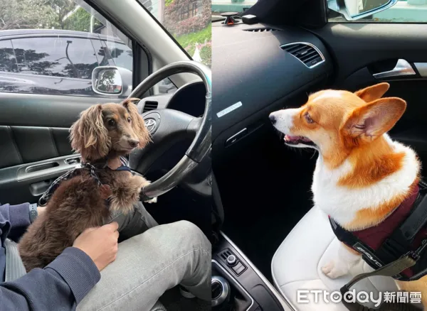 寵物共乘。(圖/飼主提供)