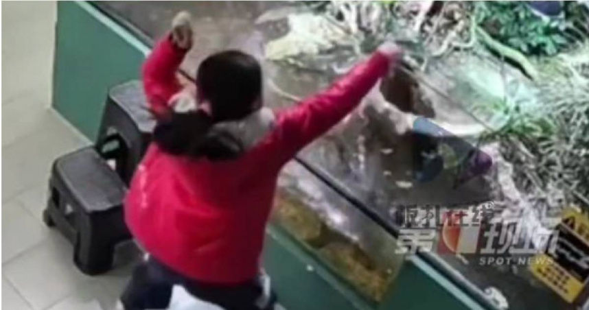 女童參觀「萌獸展」手被鱷魚狂咬 家長喊賠:店員說不需要陪同