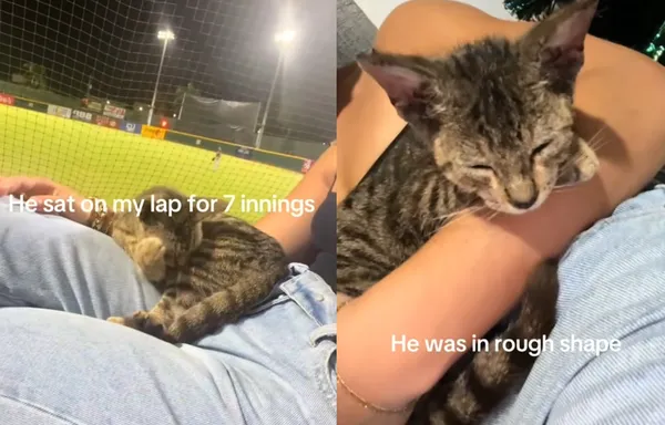 女看球賽「腿突然多出一隻虎斑貓」傻眼 網羨慕:牠選你當馬麻。(圖/翻攝自TikTok/natrumoro)