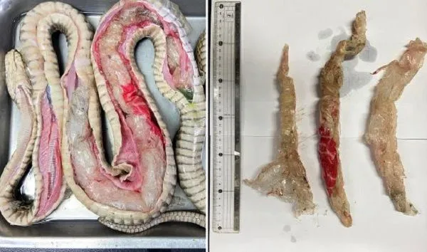 ▲死去王錦蛇肚裡剖出「三坨塑膠袋」 台灣專家首發表論文籲減塑。(圖/截自論文)