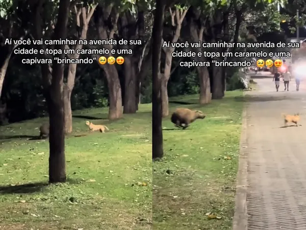 狗狗每晚溜出家門 主人看片驚嚇發現「和卡皮巴拉玩捉迷藏」。(圖/翻攝自TikTok/thayler_aragao)