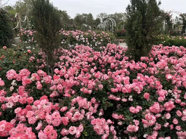 ▲▼台南賞花。(圖/台南市政府觀光旅遊局提供)