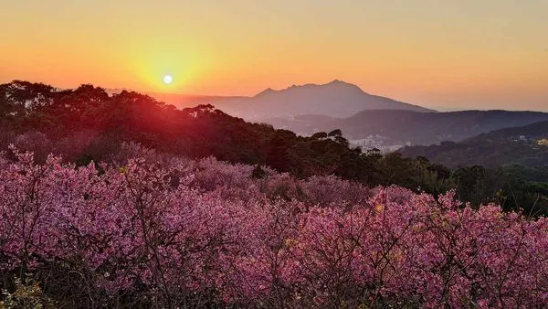 ▲「大埔農場紗帽山」600-700株小富士櫻已滿開,還有80幾種茶花可賞。(圖/大埔農場紗帽山提供)