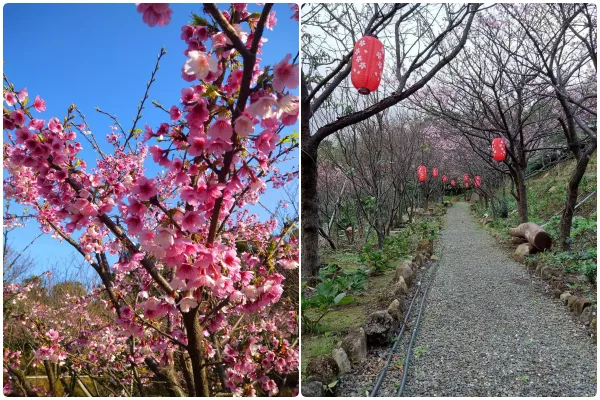 ▲「大埔農場紗帽山」600-700株小富士櫻已滿開,還有80幾種茶花可賞。(圖/大埔農場紗帽山提供)