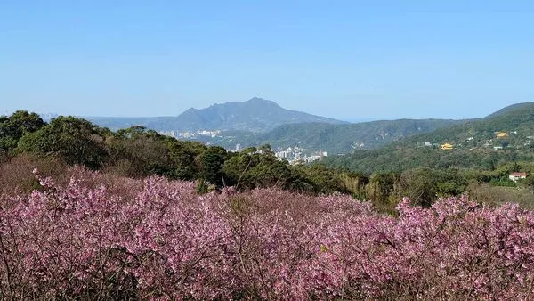 ▲「大埔農場紗帽山」600-700株小富士櫻已滿開,還有80幾種茶花可賞。(圖/大埔農場紗帽山提供)