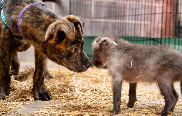 同天失去家人!動物園收養寂寞虎斑犬 陪伴孤兒狼寶寶一起長大。(圖/翻攝自Facebook/Kansas Humane Society)