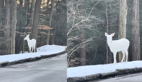 女開車遇見「超仙全白神獸鹿」 290萬網驚嘆:美到超現實。(圖/翻攝自TikTok/carolynnrs)