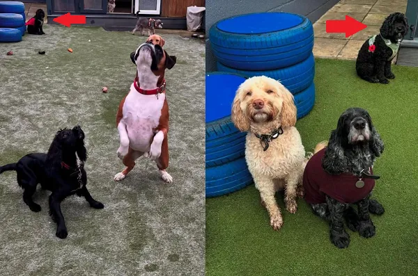 ▲卡瓦普犬上托兒所6年「沒半個朋友」 其它汪在玩牠閃超遠。(圖/翻攝自TikTok/@poppyelizabethxox)