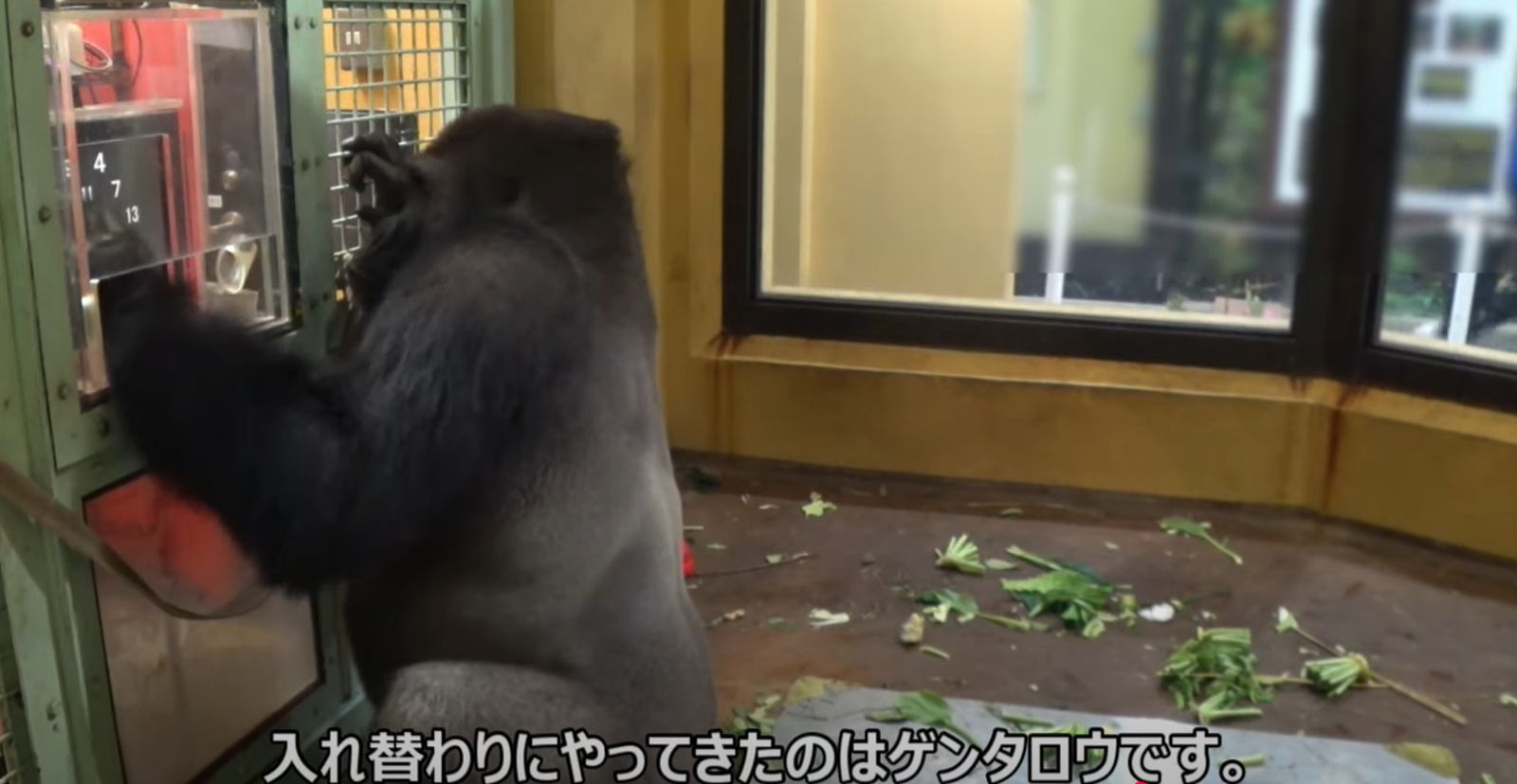 【41J肉聲】猩球崛起!金剛猩猩已知「平板點餐」 完成通關即獲贈美食一份