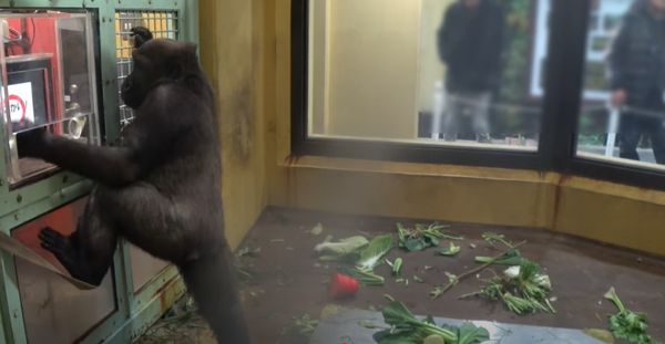 猩球崛起!金剛猩猩已知「平板點餐」,完成通關即獲贈美食一份。(翻自京都市動物園YT)