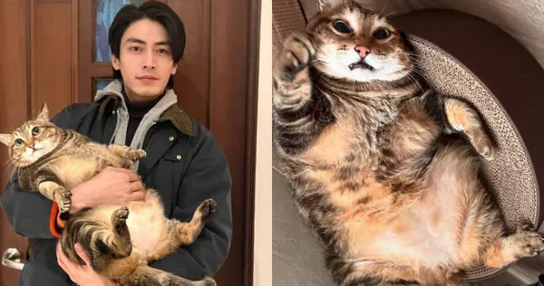 宋柏緯最近半收養朋友貓咪HERO,一開始HERO體重重達15公斤,完全是隻巨貓。(圖/自由試娛樂提供、翻攝自IG@hero_cantfly)