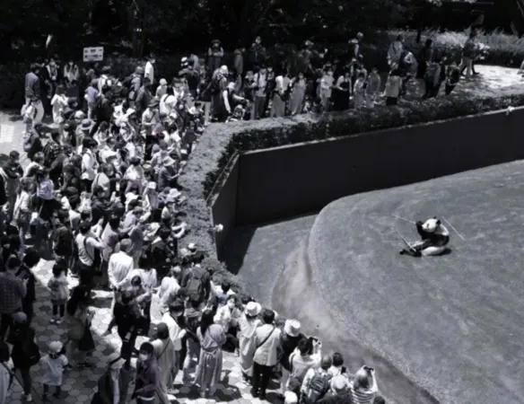 ▲▼大貓熊永明去世。(圖/翻攝自微博)