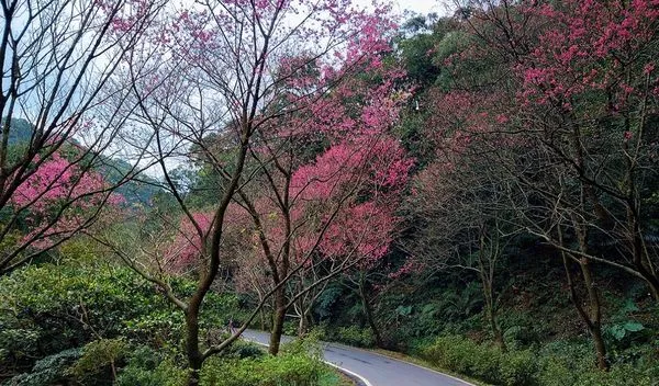 ▲三芝青山路從雞母宮至五角松咖啡,約4公里的道路是櫻花種植較為密集的路段,目前整體花況達7成。(圖/翻攝自賞花快報)