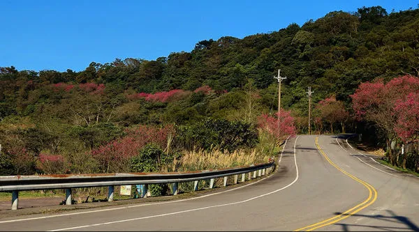 ▲三芝青山路從雞母宮至五角松咖啡,約4公里的道路是櫻花種植較為密集的路段,目前整體花況達7成。(圖/翻攝自賞花快報)